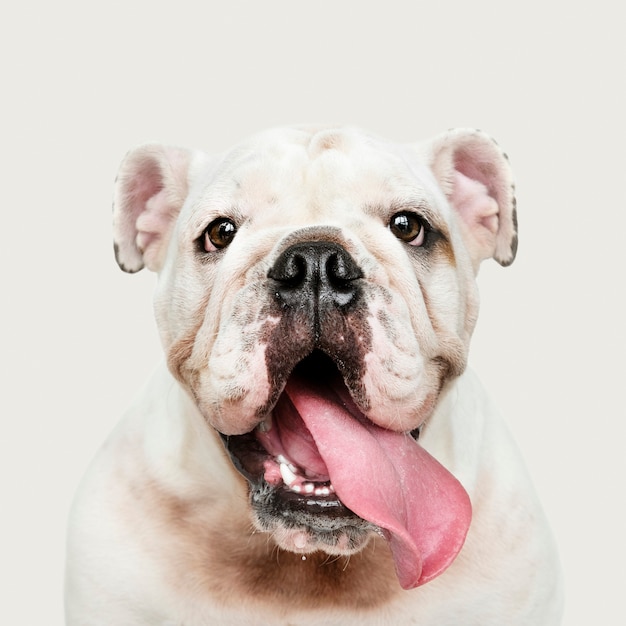 Adorable white Bulldog puppy portrait