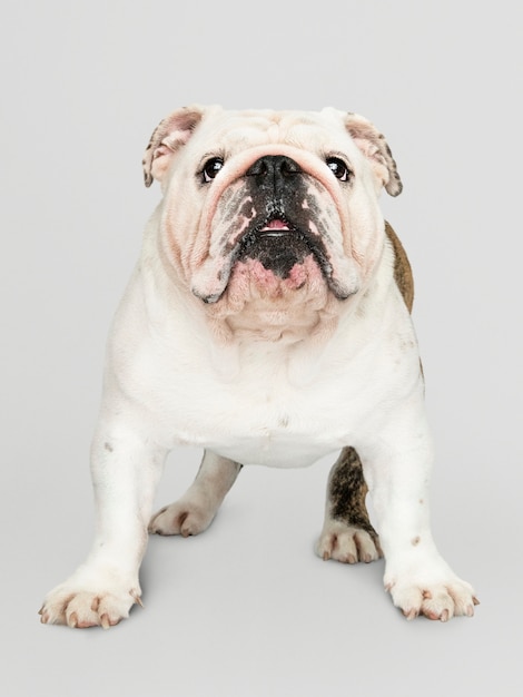 愛らしい白いブルドッグ子犬の肖像画