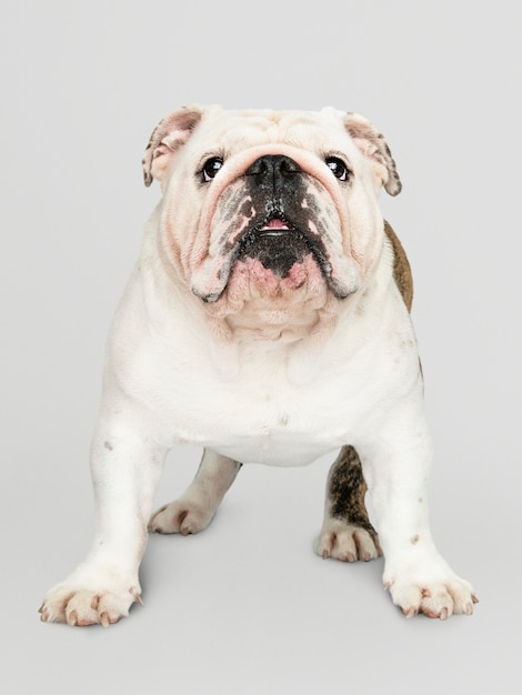 Adorable white Bulldog puppy portrait