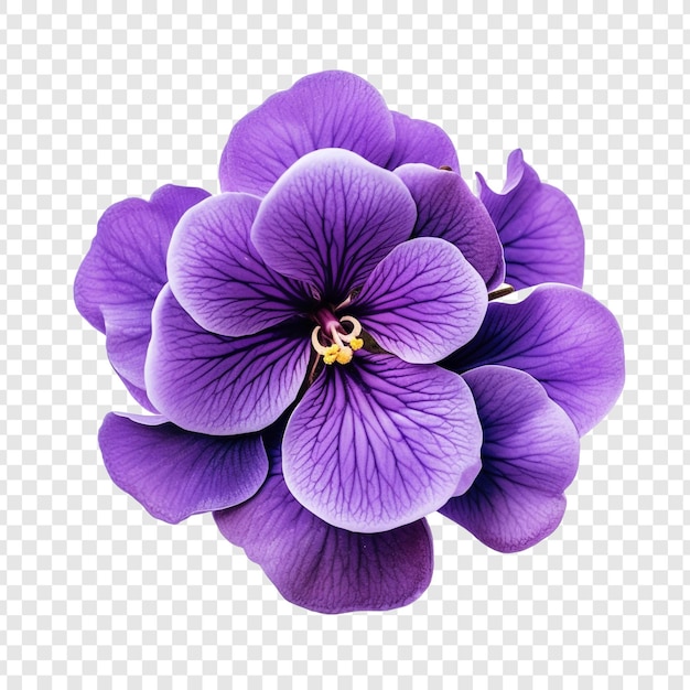 無料PSD 透明な背景に分離されたアフリカの紫の花