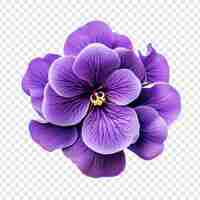 Free PSD african violet flower isolated on transparent background