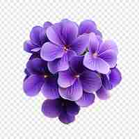 Free PSD african violet flower isolated on transparent background