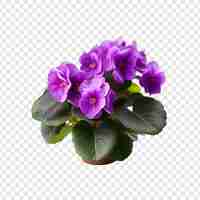 Free PSD african violet png isolated on transparent background