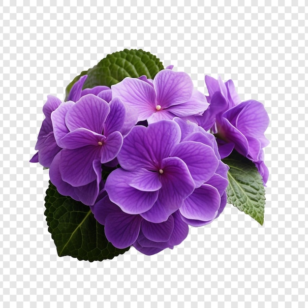 Free PSD african violet png isolated on transparent background