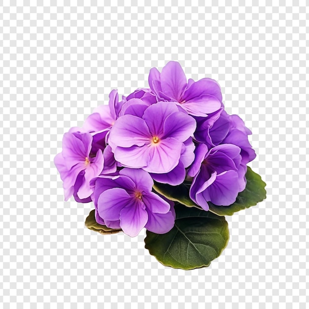 Free PSD african violet png isolated on transparent background