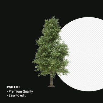 Alnus cordata or italian alder tree 3d render isolated on transparent background