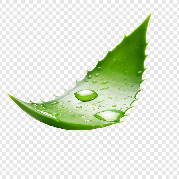 Free PSD aloe vera png isolated on transparent background