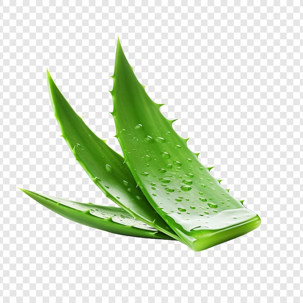 PSD gratuito aloe vera png isolato su sfondo trasparente