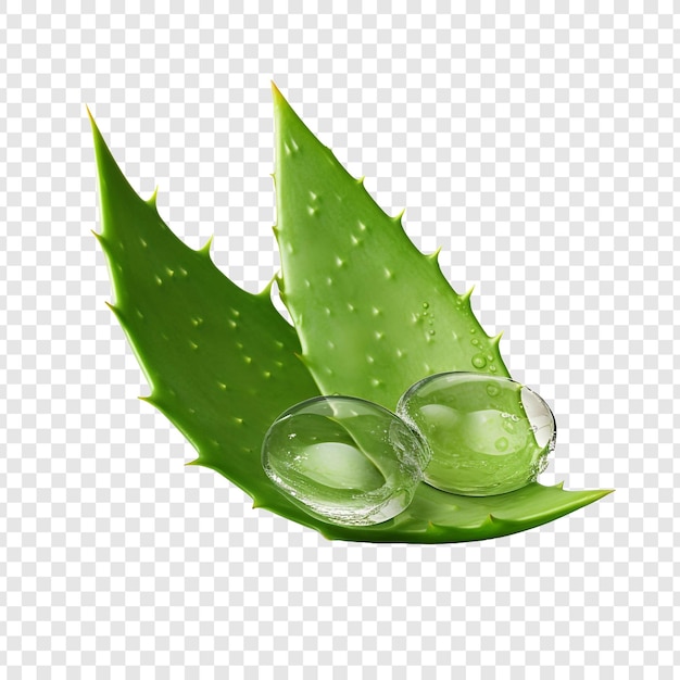 Free PSD aloe vera png isolated on transparent background