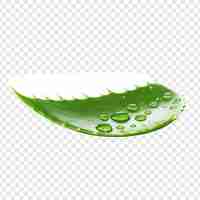 Free PSD aloe vera png isolated on transparent background