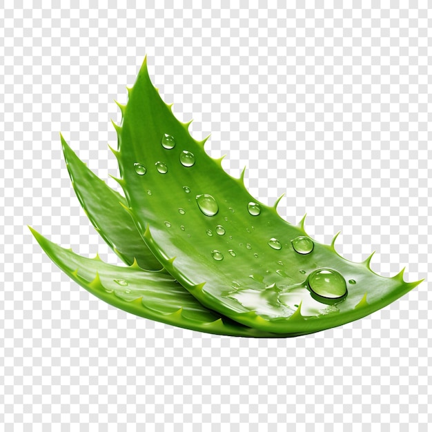 Free PSD aloe vera png isolated on transparent background