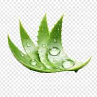 Free PSD aloe vera png isolated on transparent background