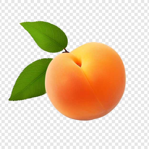 Apricot isolated on transparent background