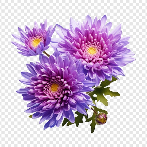 무료 PSD 투명 한 배경에 고립 된 애 스 터 꽃
