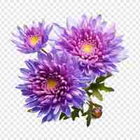 Free PSD aster flower isolated on transparent background