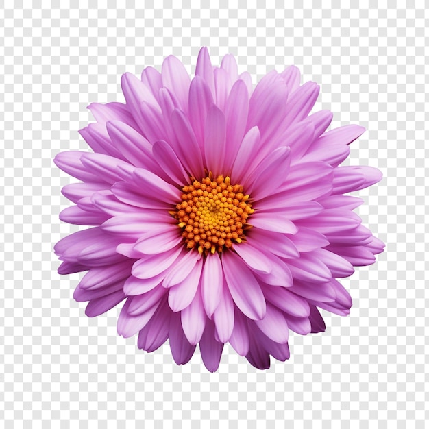 PSD gratuito fiore di aster isolato su sfondo trasparente