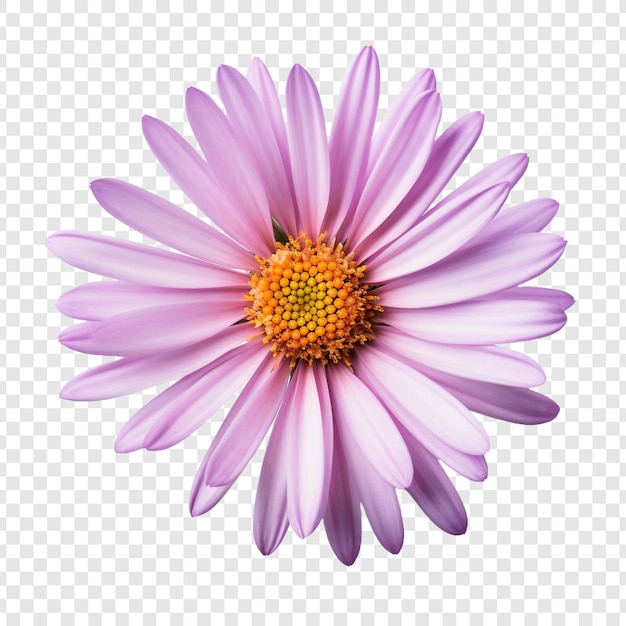 PSD gratuito fiore di aster isolato su sfondo trasparente