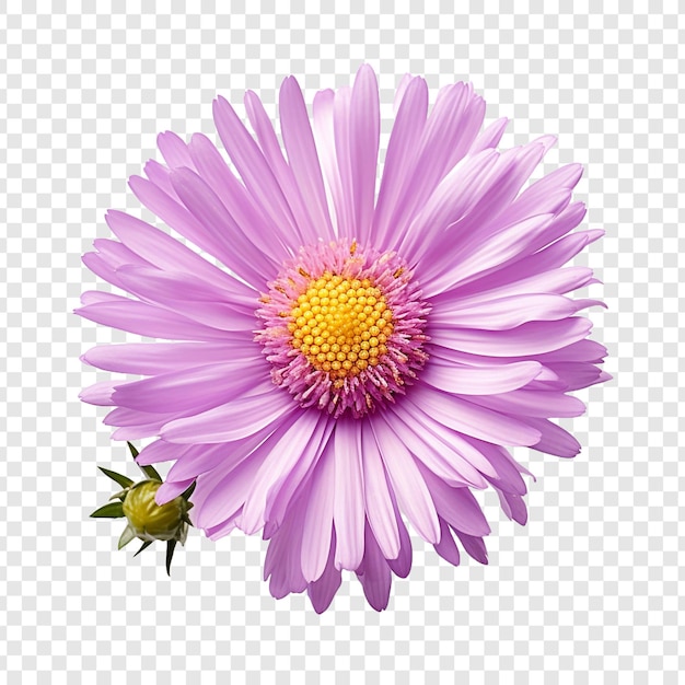 Free PSD aster flower isolated on transparent background
