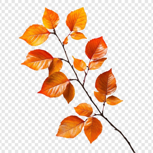 autumn branch with vibrant orange leaves