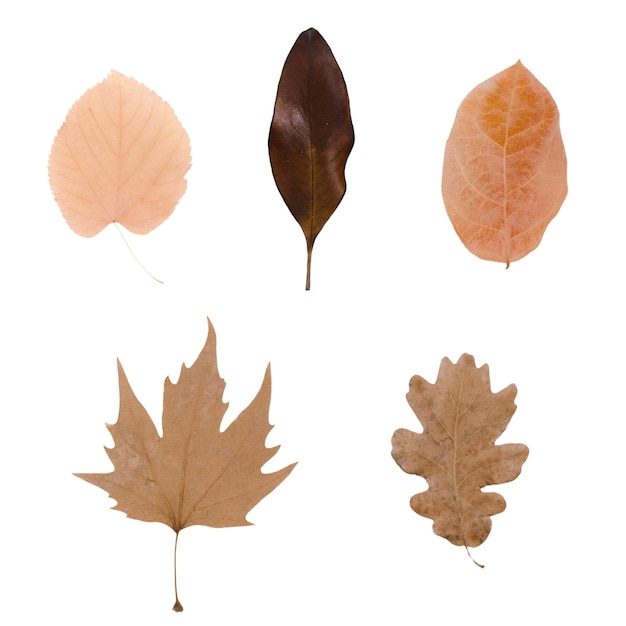 Free PSD autumn foliage elements isolated