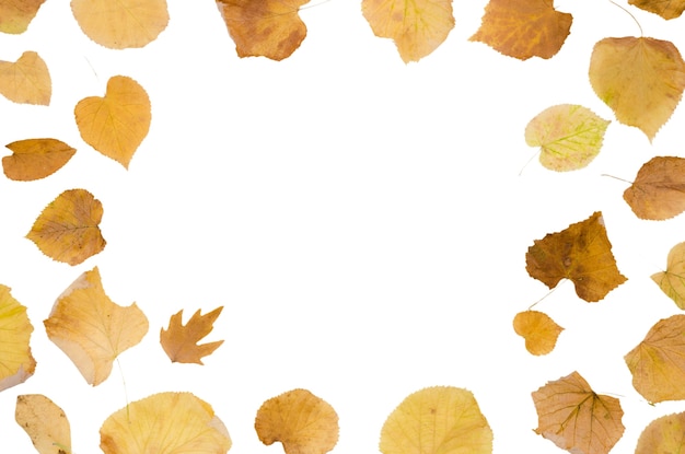 Free PSD autumn foliage frame design