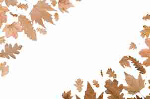 Free PSD autumn foliage frame design