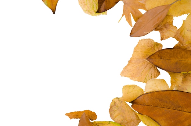 Autumn foliage frame design