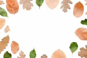 Free PSD autumn foliage frame design