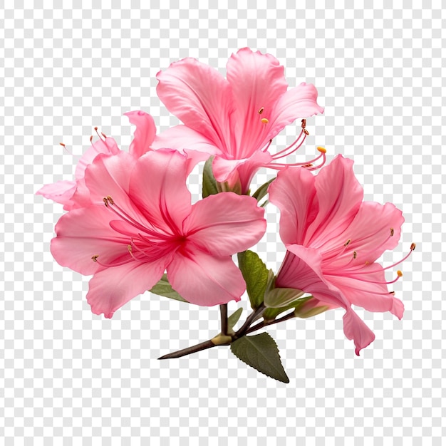 투명한 배경에 고립된 azalea png