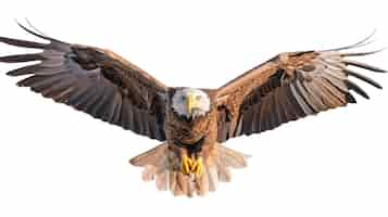 Free PSD bald american eagle isolated