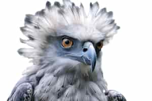 Free PSD bald american eagle isolated