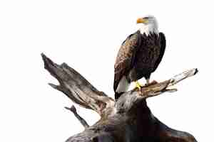 Free PSD bald american eagle isolated