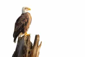 Free PSD bald american eagle isolated