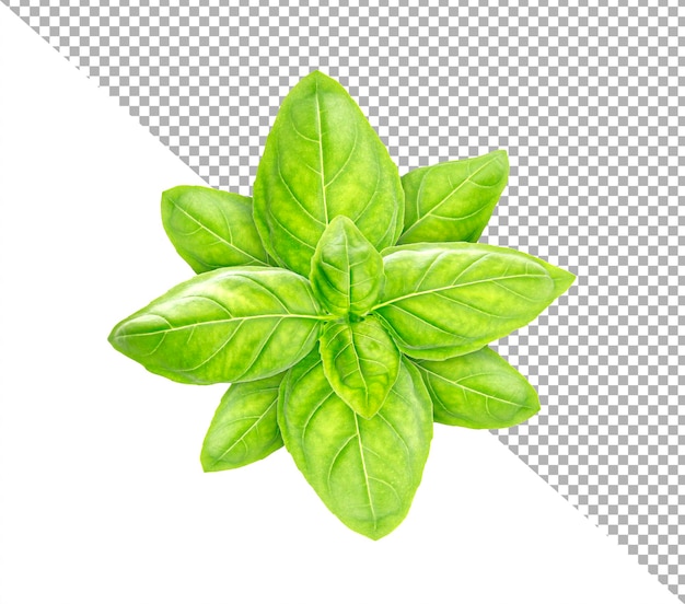 Basil leaves isolated on white background with clipping path