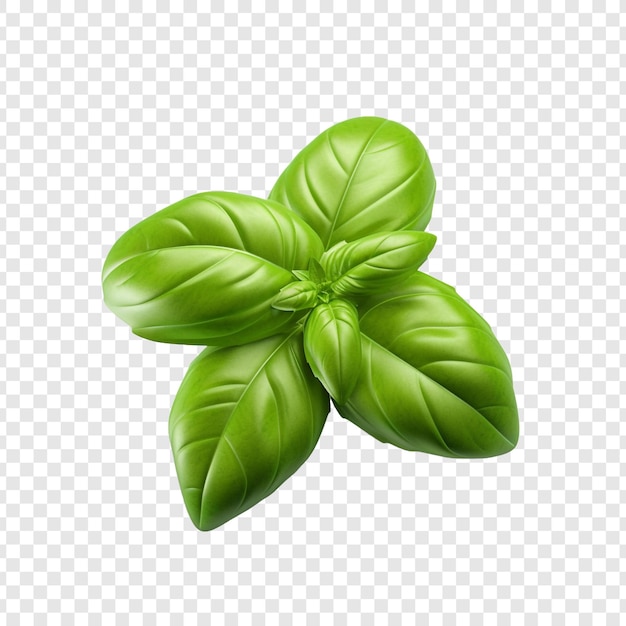 Free PSD basil png isolated on transparent background