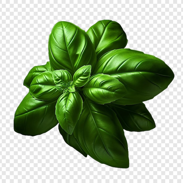 Free PSD basil png isolated on transparent background