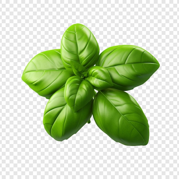 Basil png isolated on transparent background