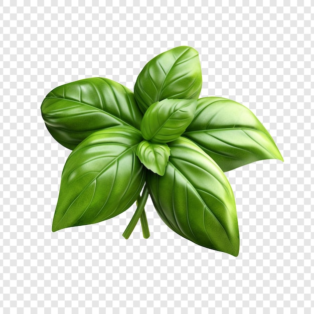 Free PSD basil png isolated on transparent background