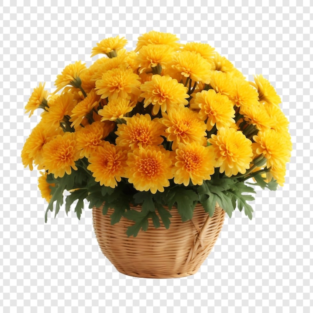 PSD gratuito cesto di crisantemi gialli isolati su uno sfondo trasparente