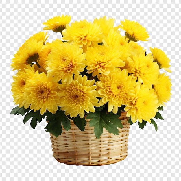 Free PSD basket of yellow chrysanthemums isolated on transparent background