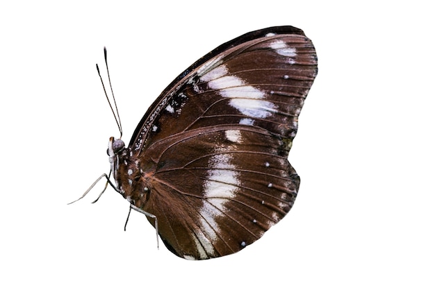 Бесплатный PSD Красивая бабочка в изоляции