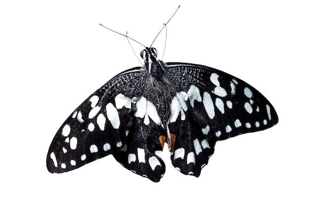 무료 PSD 아름답고 고립된 나비