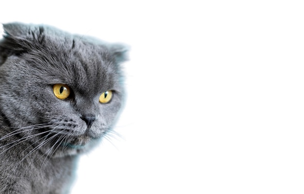 Free PSD beautiful cat portrait isolated