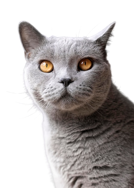 Альфа кот