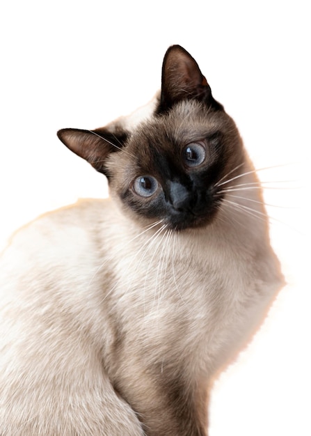 고립 된 아름 다운 고양이 초상화