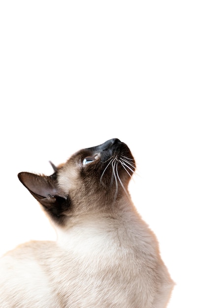 Free PSD beautiful cat portrait isolated