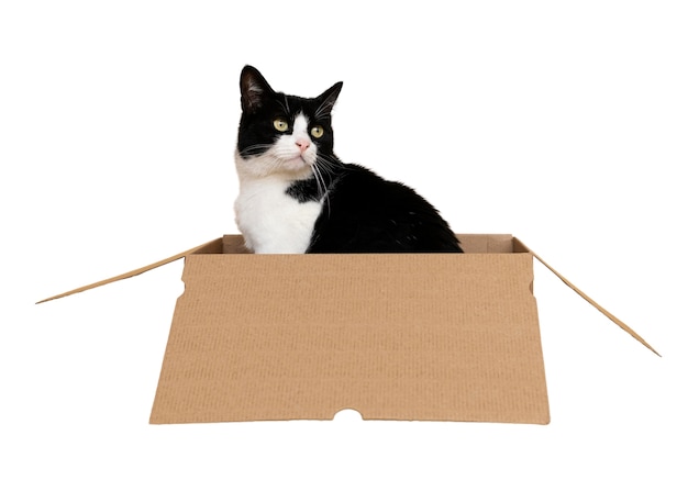 Beautiful cat portrait isolated