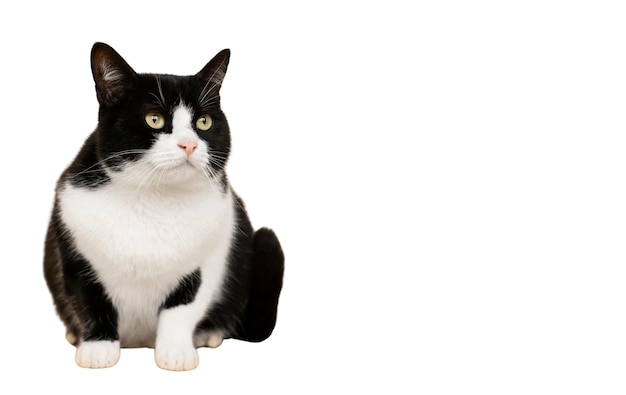 孤立した美しい猫の肖像画