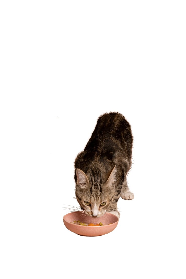 Free PSD beautiful and cute cat isolated