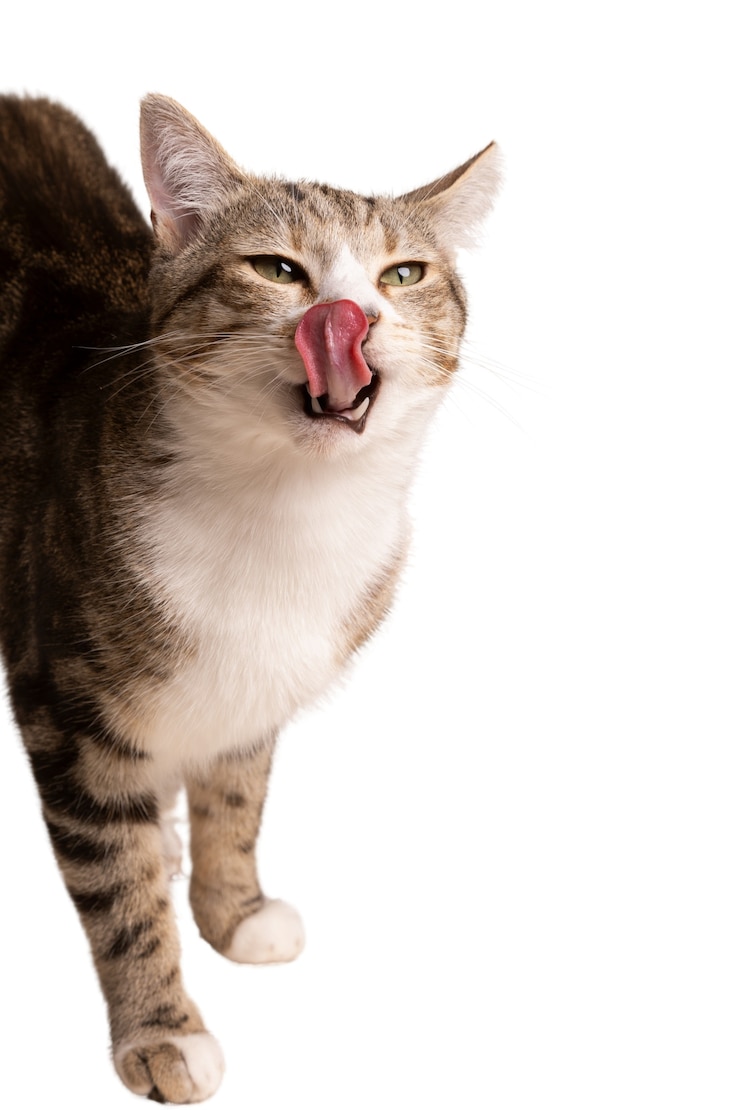Free PSD beautiful and cute cat isolated